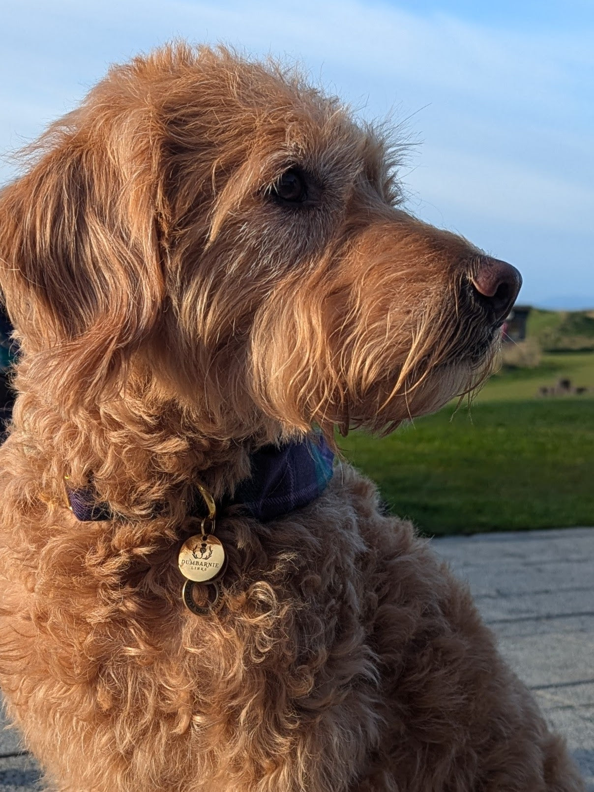 Dumbarnie Tartan Dog Bandana